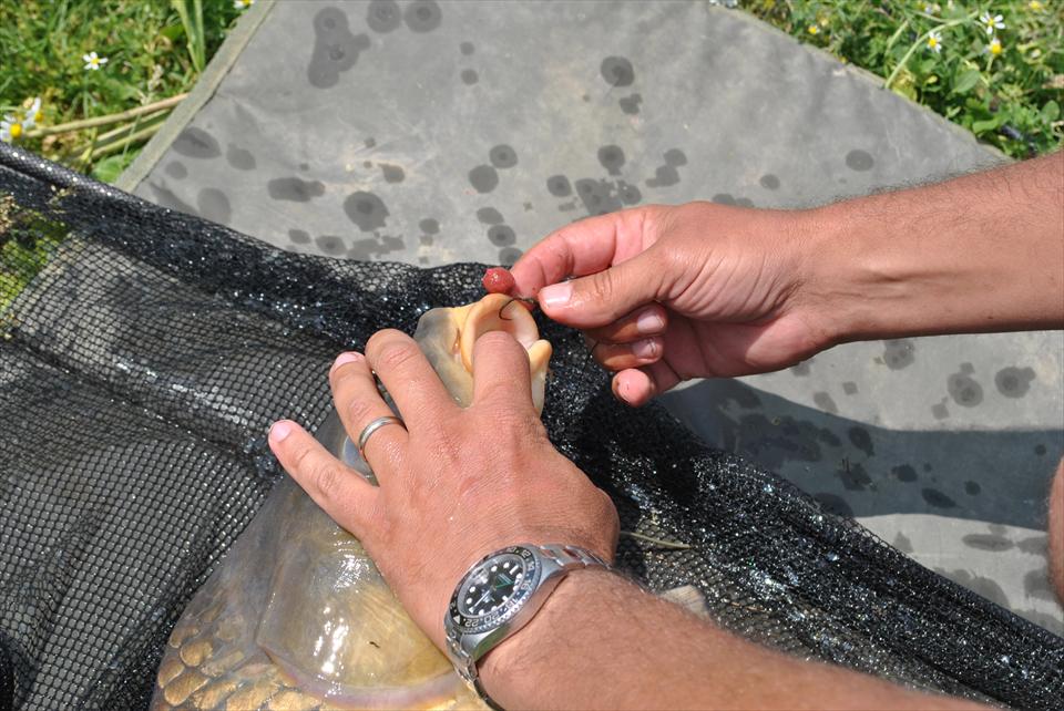 Boilies pentru crapi suspiciosi